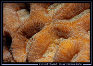 Macro Close-up of a coral... by Michel Lonfat 